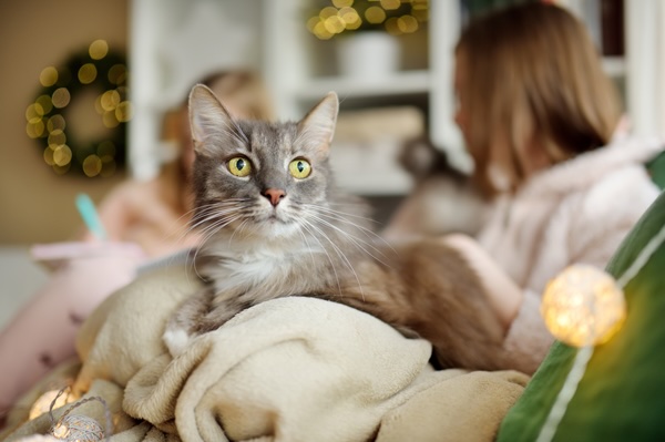 Pets and Holidays