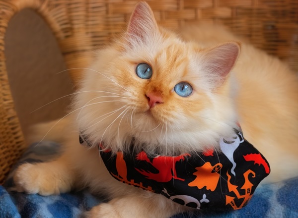 Halloween Pet Safety