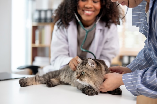 Cat Veterinarian