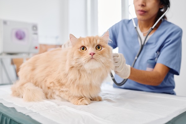 Pet Heartworm