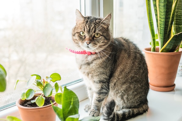 Cats in Spring