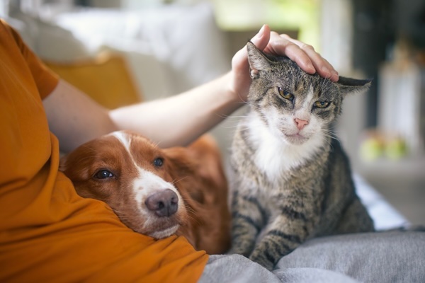 Celebrating Senior Pets