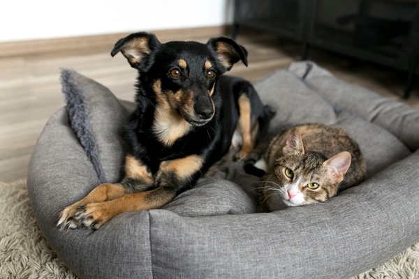 Pet Rabies