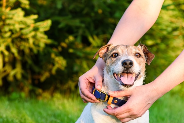 Pet Safety
