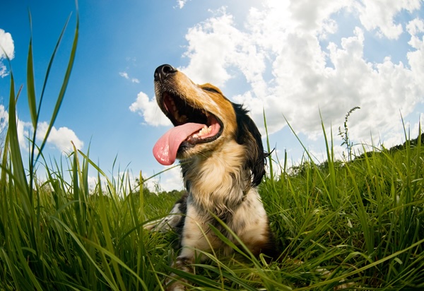 Dog Heat Stroke