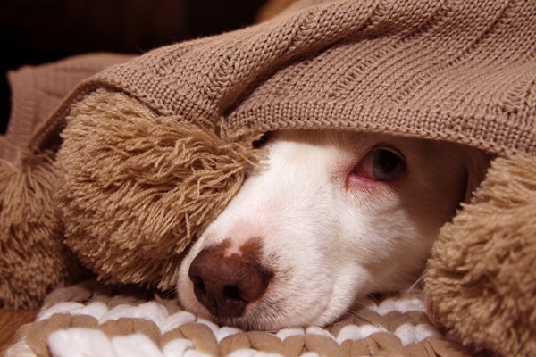 Pets Coping with Noise