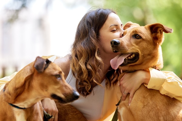 Universal Birthday of Shelter Dogs