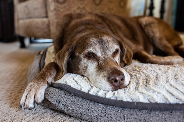 Thanksgiving Senior Pets