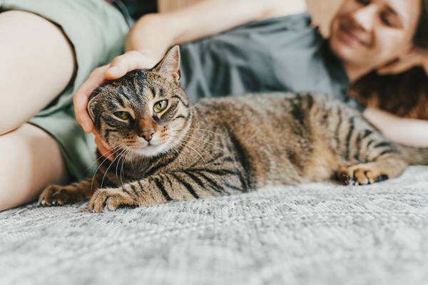 National Tabby Day: Can You Judge a Cat by Its Color?
