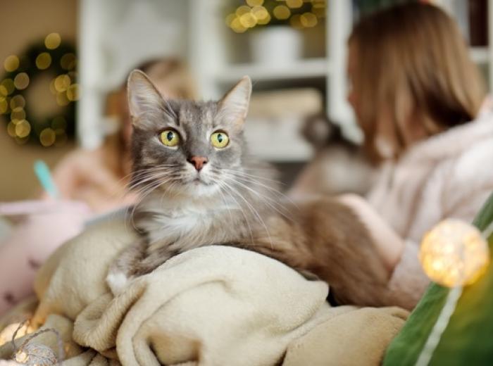 What Pets Actually Want for the Holidays (Hint: It’s Not More Stuff)