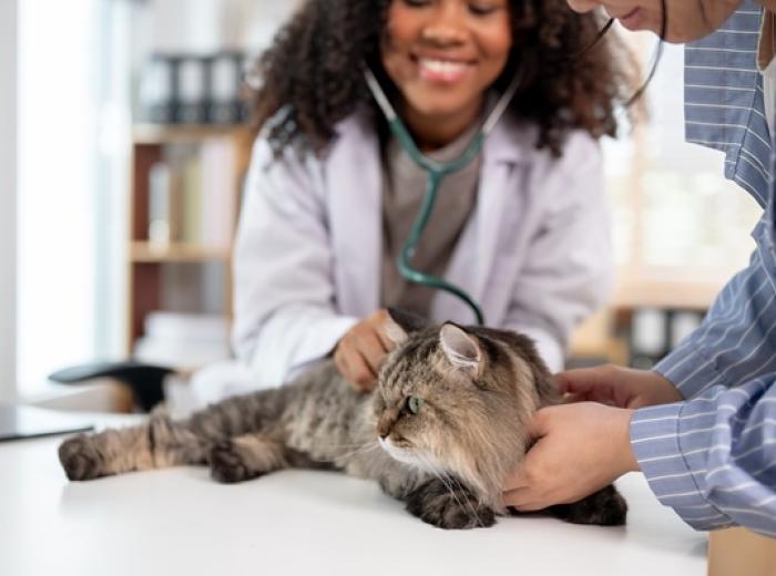 National Take Your Cat to the Vet Day: Friday, August 22