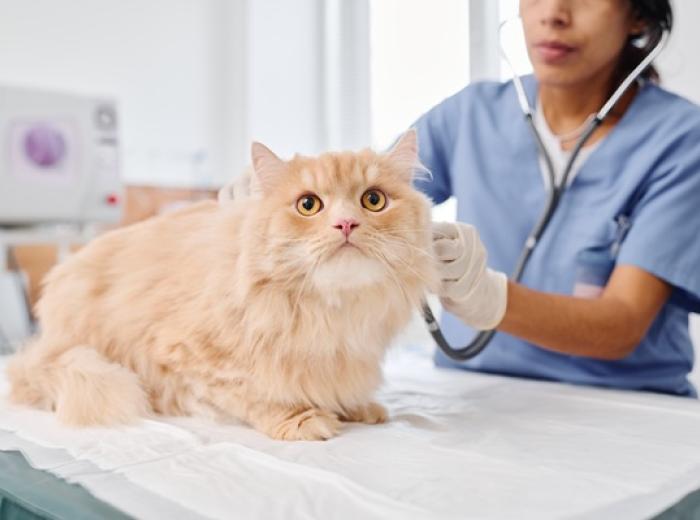 Heartworm is on the Rise—What Every Pet Owner Needs to Know