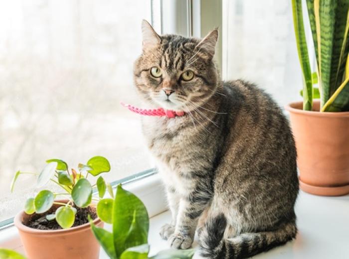 Excuse Me… A Cat Would Like a Word About Scary Spring Things