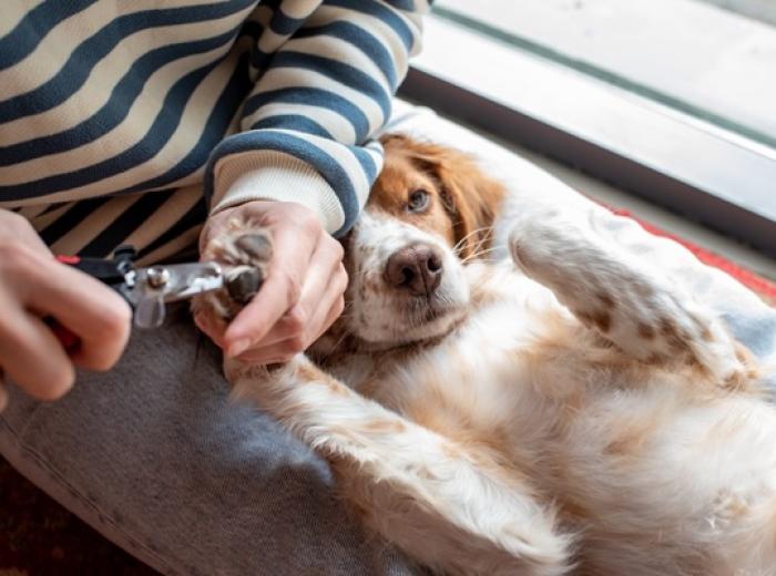 Broken Nails in Dogs: What to Do—and How to Make Nail Trims Easier