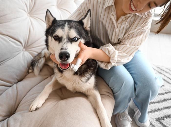 More than Bad Breath: The Risks of Ignoring your Pet’s Oral Health