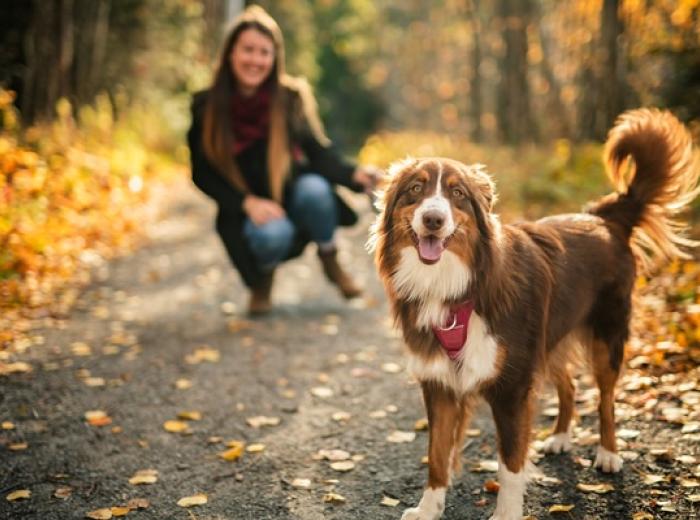 Capturing the Perfect Pet Portrait in Fall’s Golden Glow