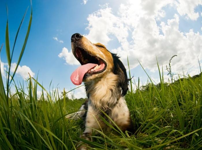 Heat Stroke in Dogs: What You Need to Know