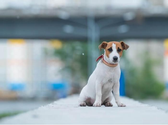 National Lost Dog Awareness Day: Why Dogs Go Missing and How to Keep Yours Safe