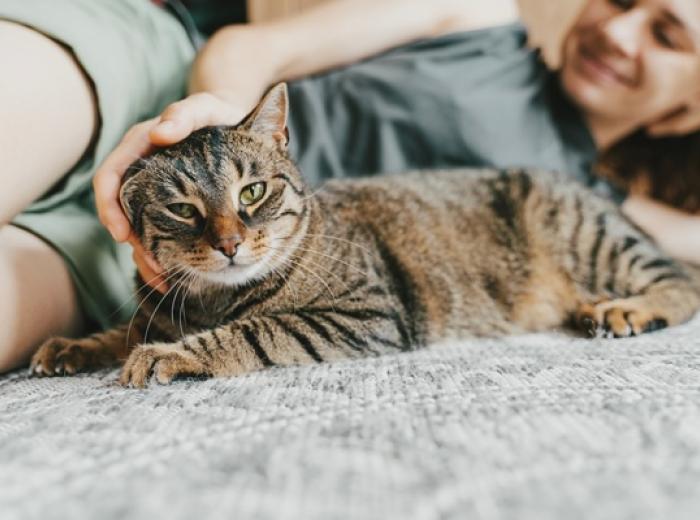 National Tabby Day: Can You Judge a Cat by Its Color?