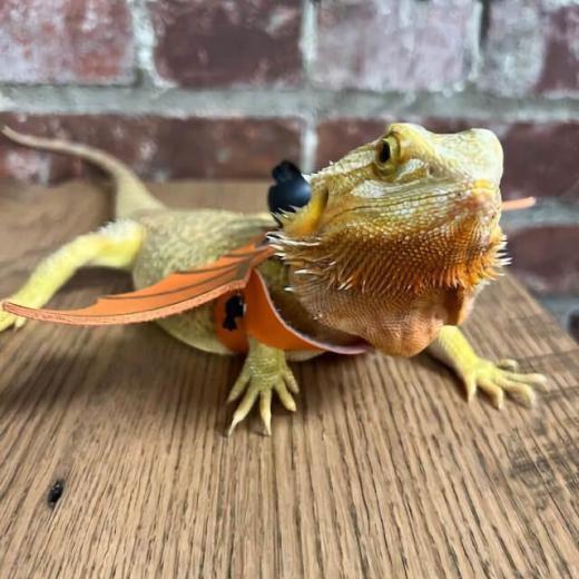 Tangerine Jacqueline