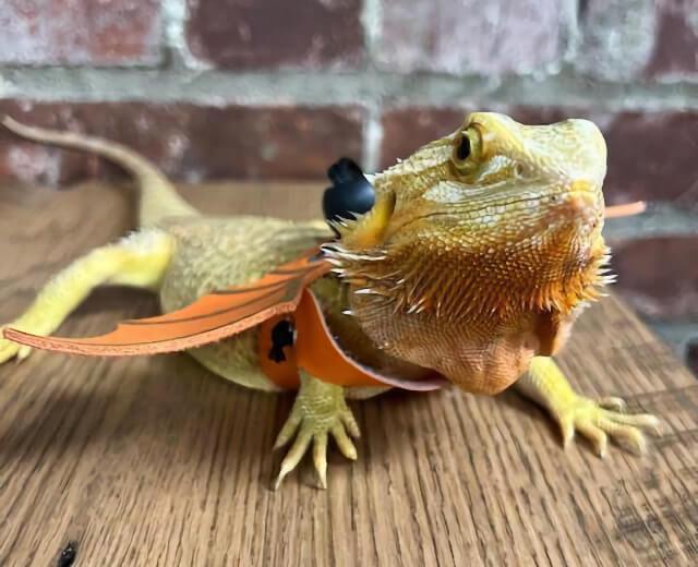 Exotic Pet Care